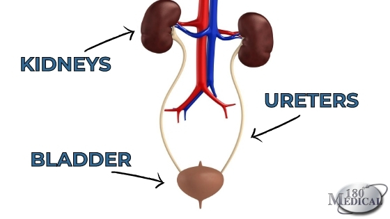 how does the urinary system work