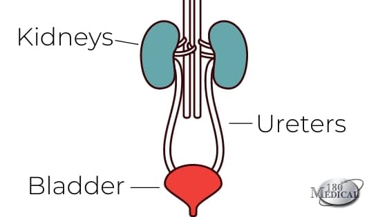 urinary system